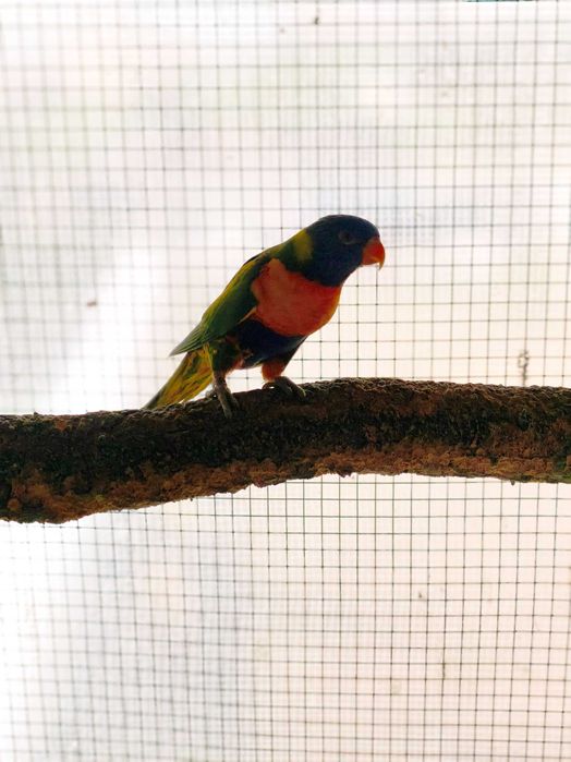 Fêmea loris molucanus