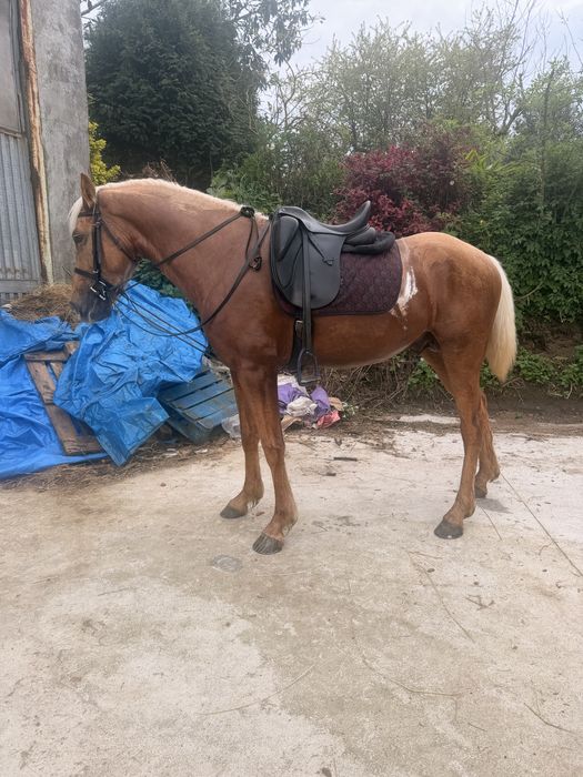 Cobricoes de cavalo palomino