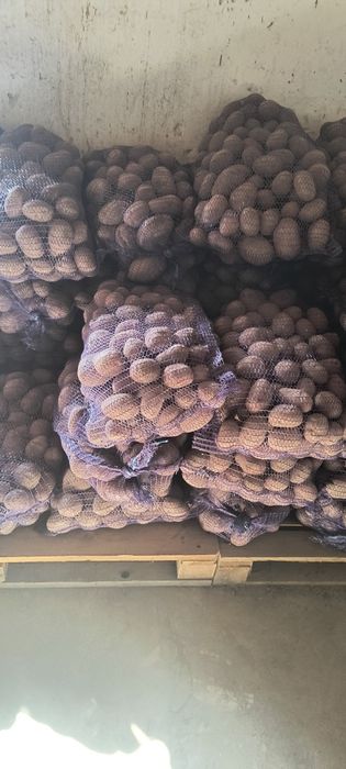 Ziemniaki  wielkość sadzeniaka kaliber 35/55