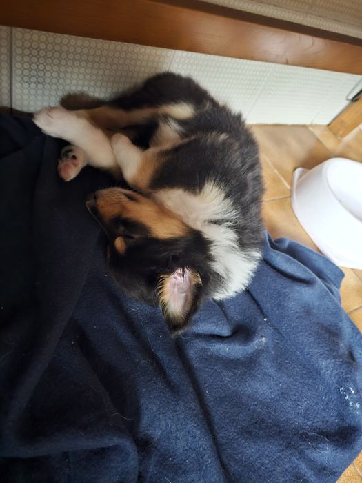 Rough collie  tricolor