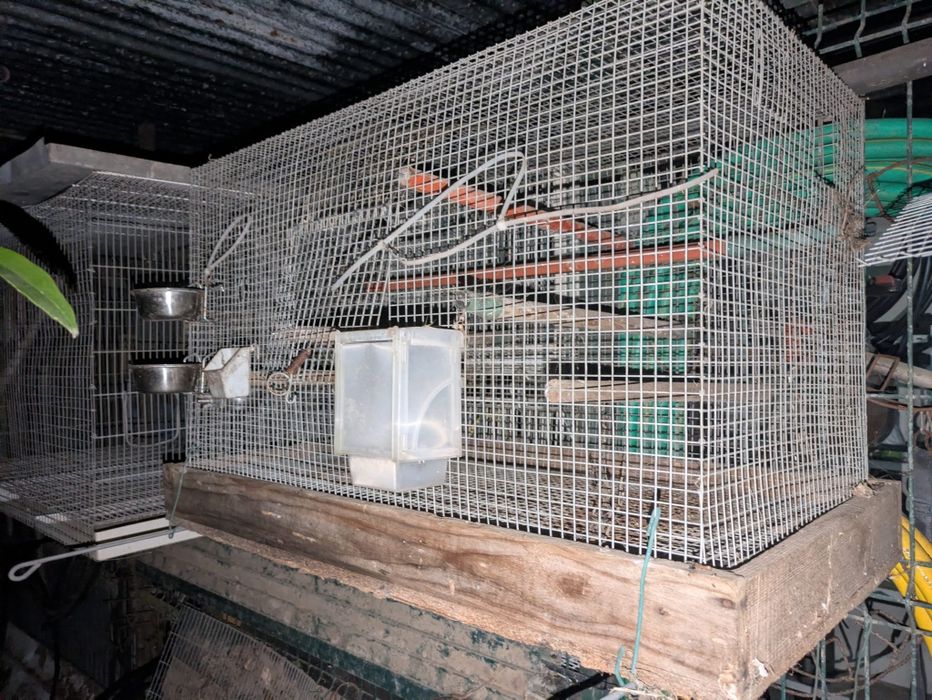 Gaiolas em segunda mão