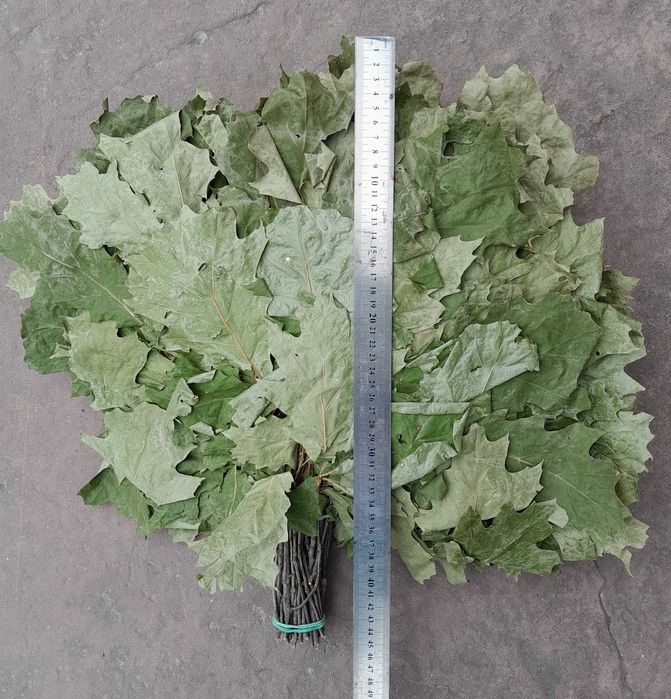 Банні віники. Канадський дуб депутатські. Одна подушка.Вищий сорт.