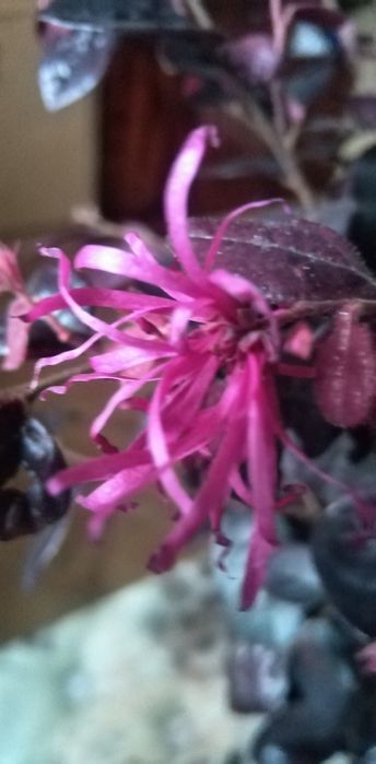 Лоропеталум, Мімоза, стреліція, кущовий філоденрон, Лівістона пальма і