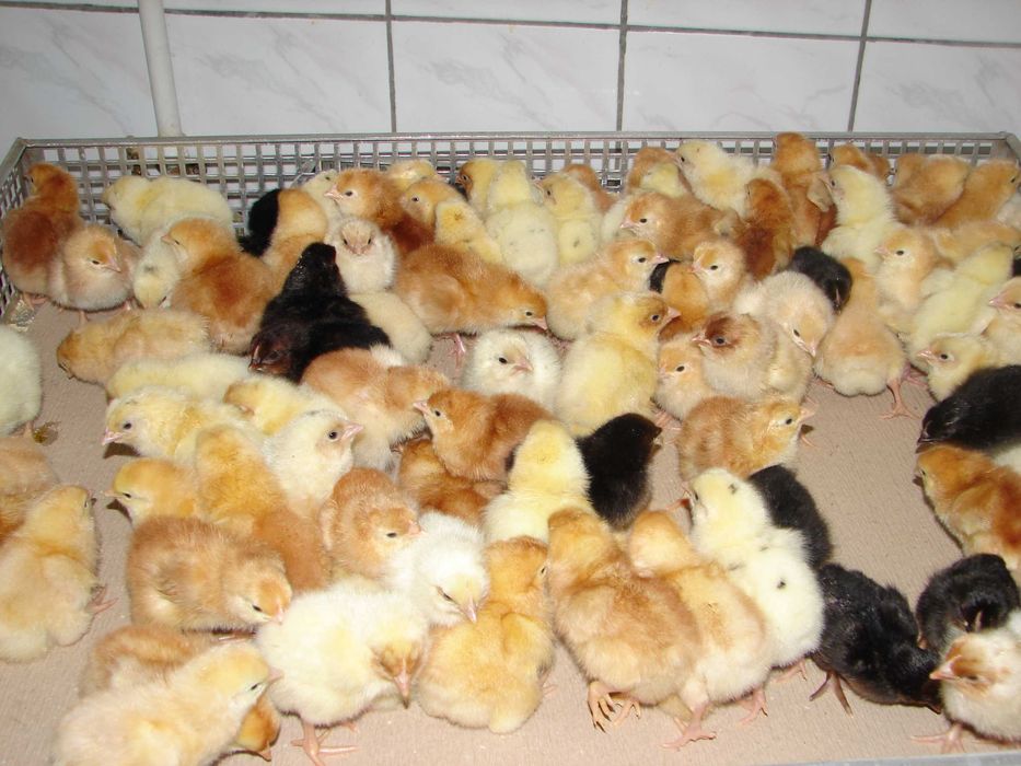 Kurki jednodniowe,  kury, nioski