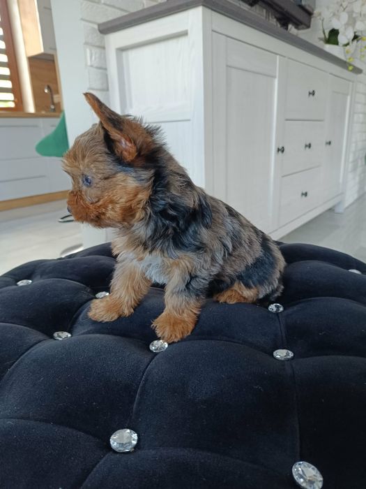 York shirre Terrier