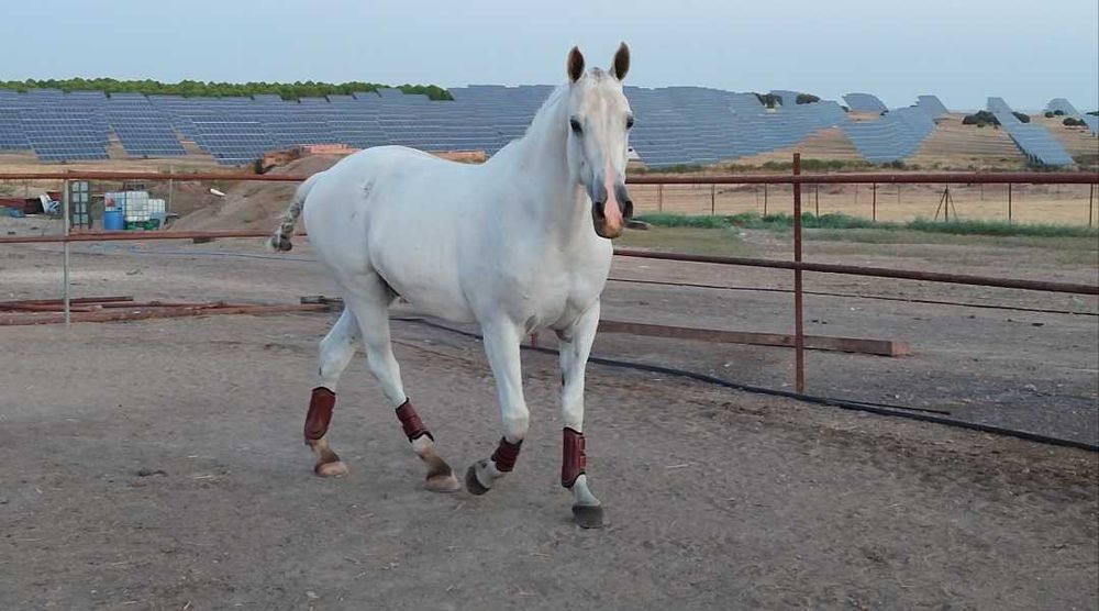 Vendo cavalo Luso-árabe