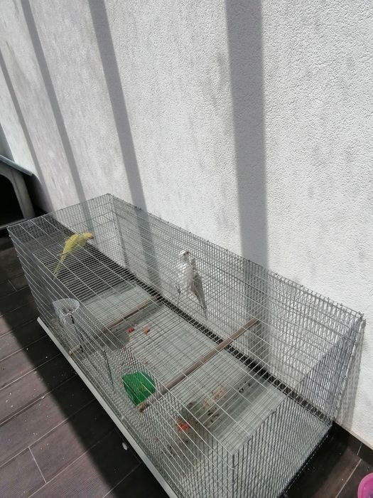 Pássaro ringneck