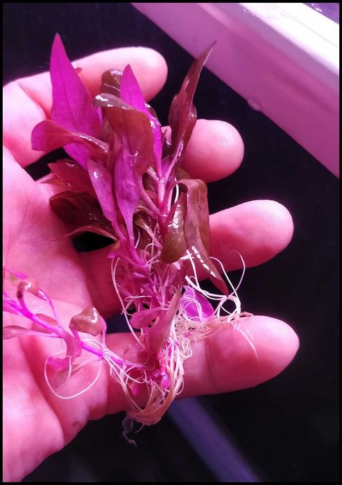 Alternanthera reineckii Mini