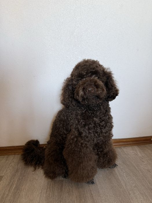 Вязка пудель шоколадний/коричневий