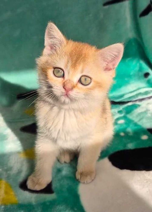 Шотландские котята (ЗОЛОТАЯ ШИНШИЛЛА)