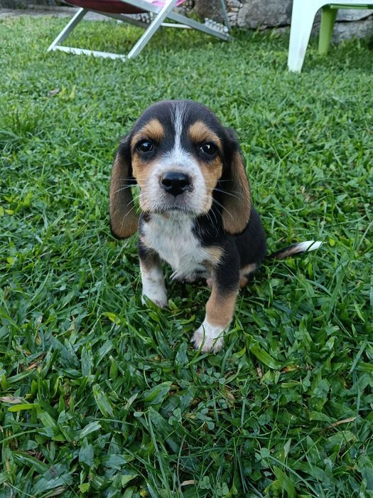 Beagle macho vacinado