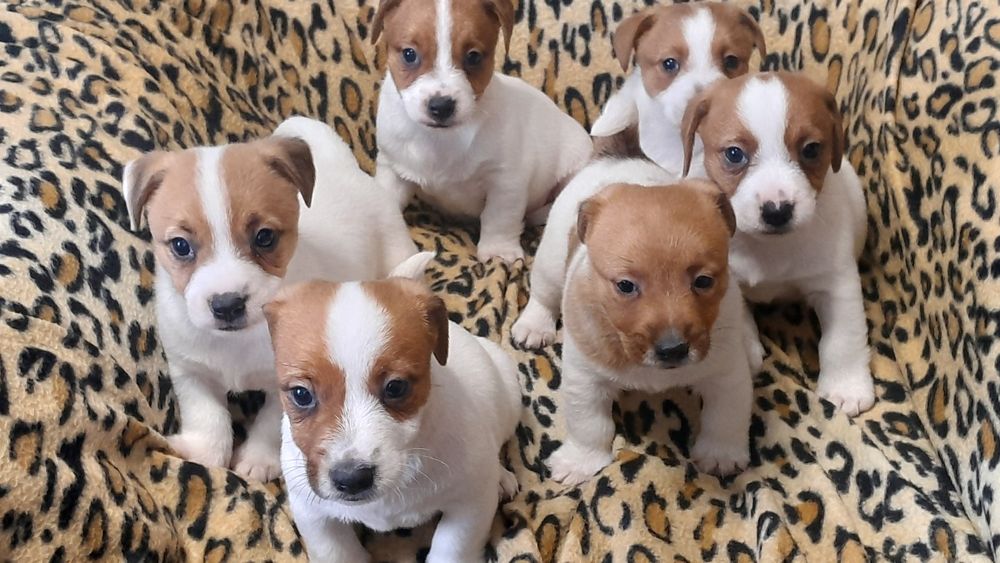 Jack Russell Terrier piesek