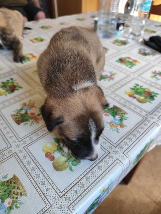 Cachorras para adoção responsável