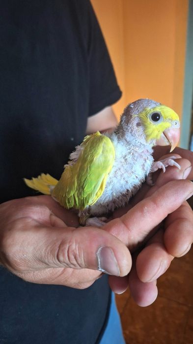 Aleksandretta do ręcznego karmienia