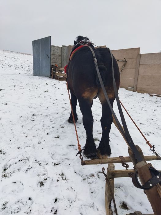 Sprzedam Ogiereka na 4 roku