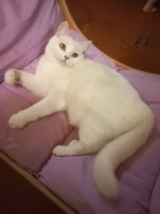 Отдам белую кошку, стерилизована. 2 года