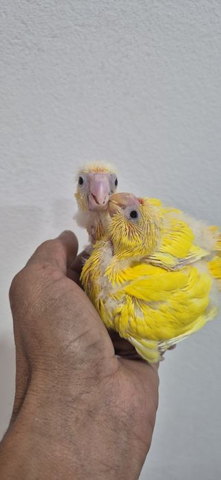 Kakarikis serem criados a mão