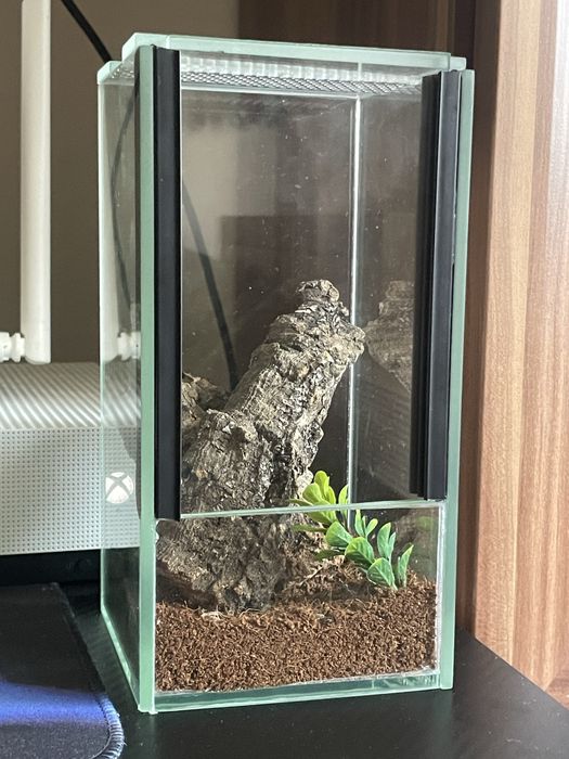 Terrarium z wystrojem