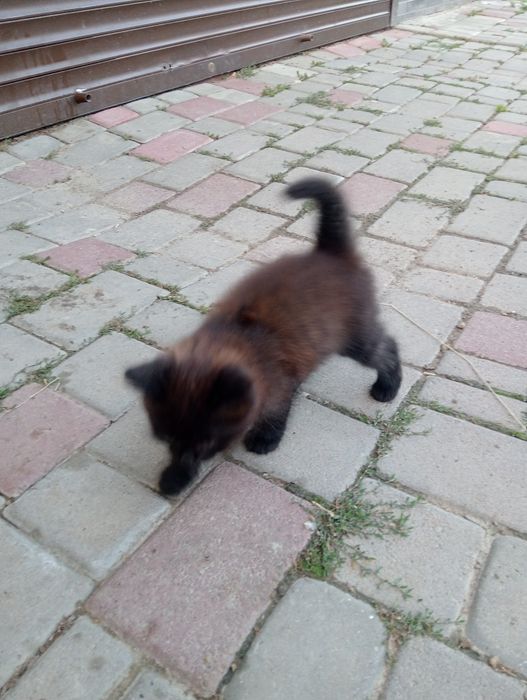Котик хлопчик пухнастий