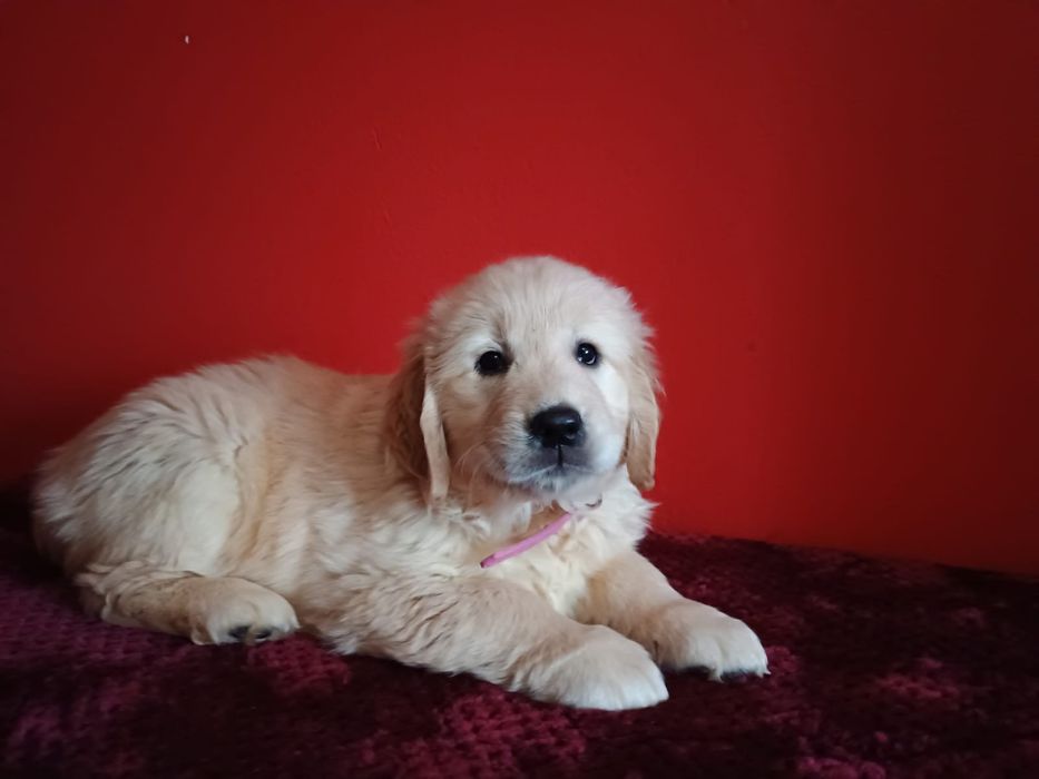 Golden Retriever ZkwP FCI suczka