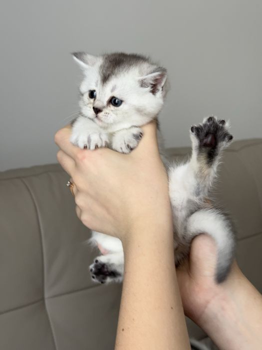 Продаються шотландські кошенята шиншили