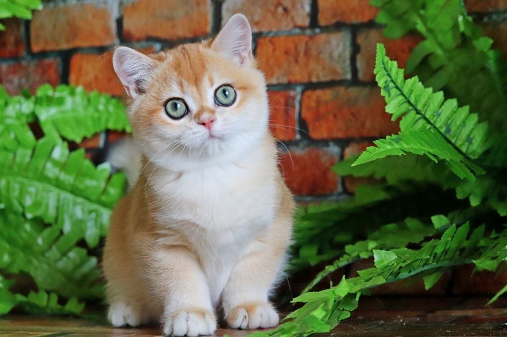 Неймовірно гарний хлопчик золота шиншила