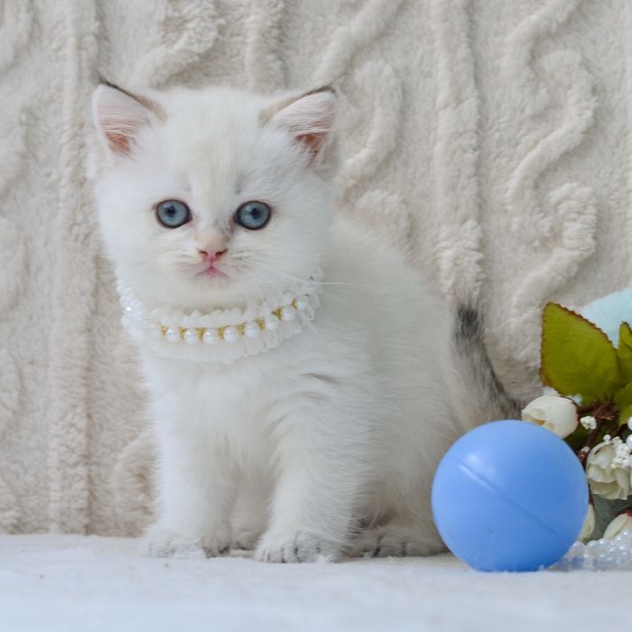 Красунечка в нарядній шубці