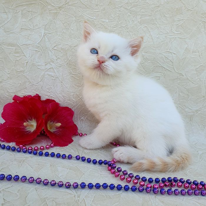 Киев котик маленький британец, клубный, с голубыми глазками. Котята