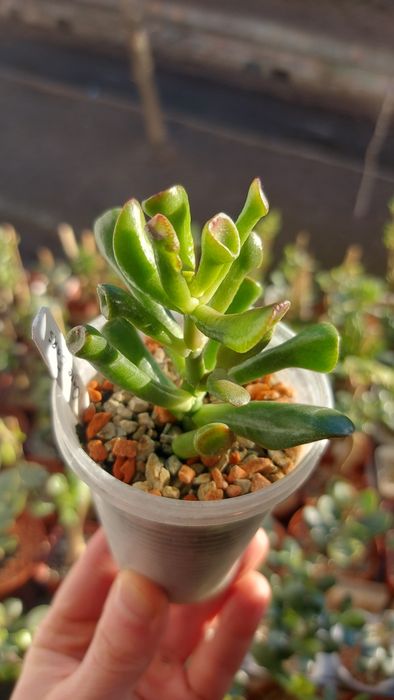 Crassula  Ogre Ears  Крассула Вуха Огра