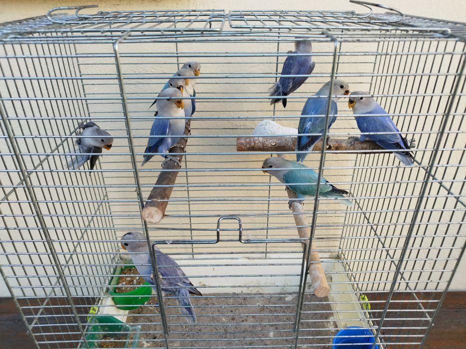 Nierozłączki czerwonoczelne z 2025r.