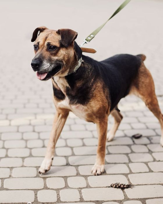 Собака ЧІЛЛІ метис стафа в добрі руки Львів, Львівська обл.