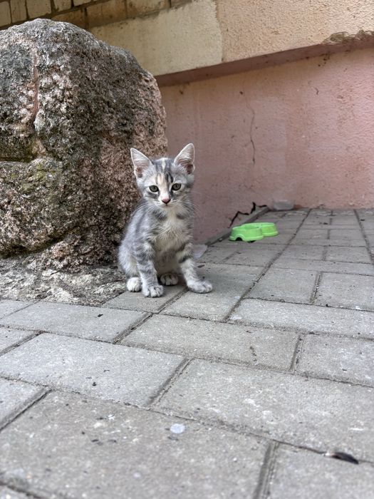 Кошенята в добрі руки