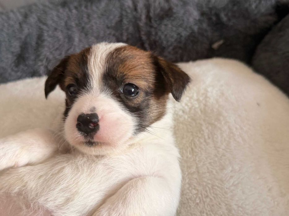 Śliczna sunia  rasy Jack Russell Terrier.