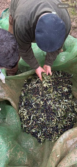 Azeite Biológico de Trás-os-Montes – Garrafão 5L | Produção Própria