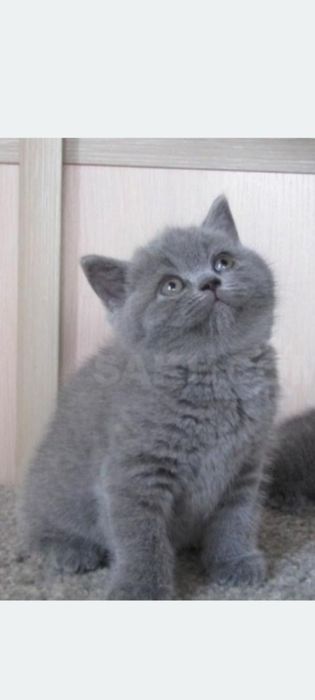 Скоттиш страйт мальчик