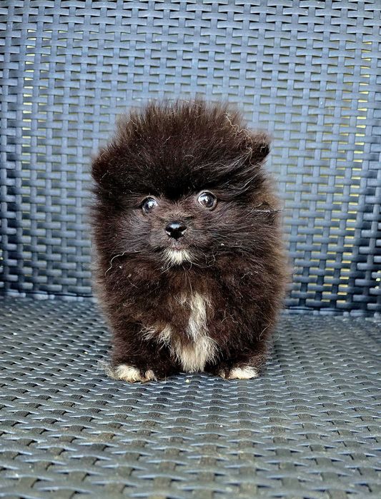 Lulu da Pomerânia