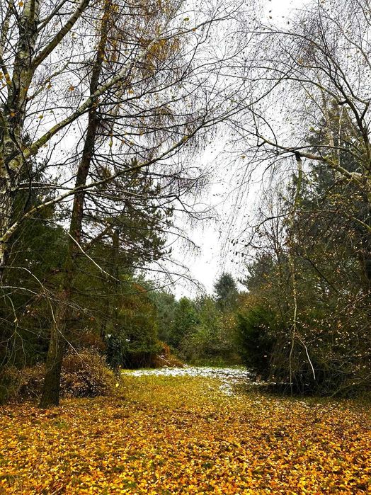 Łomianki Dolne | DZIAŁKA 3000 m² na dom z charakterem, ogrodem i śliwkowym sadem - Widok 5