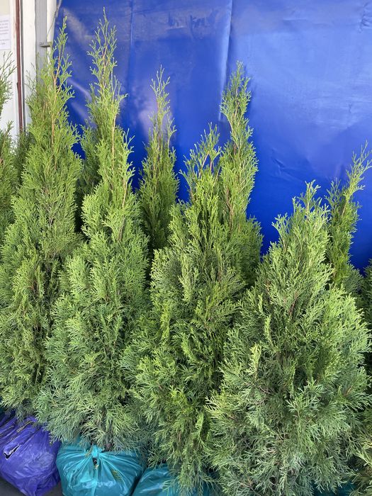 Продам тую Смарагд  1-1,70 м