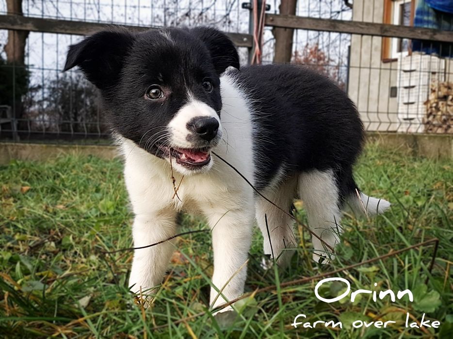 Suczka Border Collie ZKwP FCI7