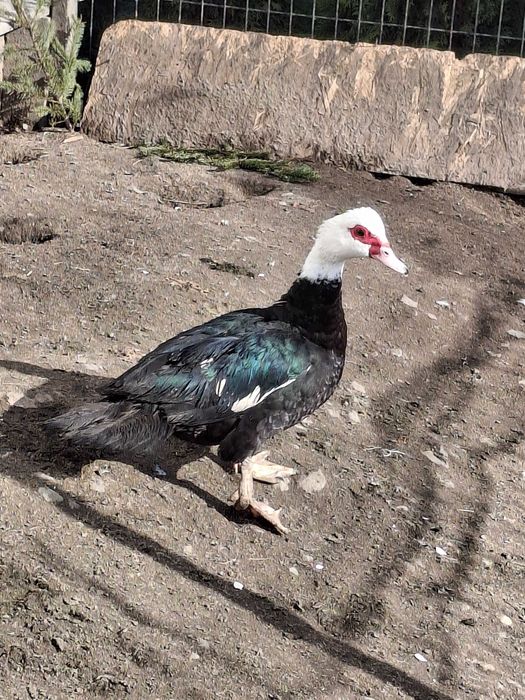 Sprzedam kaczki francuskie