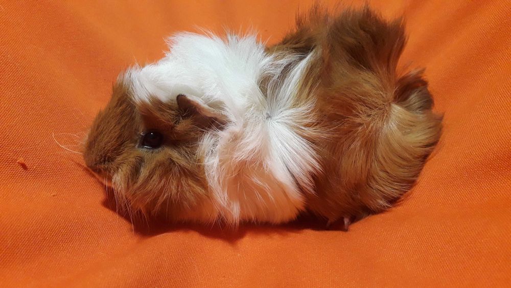 Морські свинки, розетки.