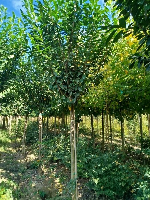 Planta Prunus Laurocerasus Novita 20-25