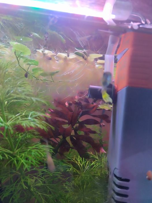 Sessiliflora planta de aquário