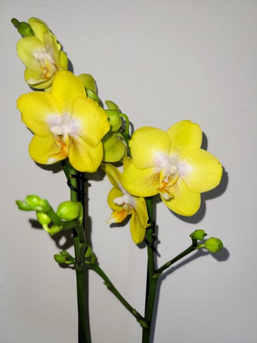 Storczyk Arezzo Phalenopsis