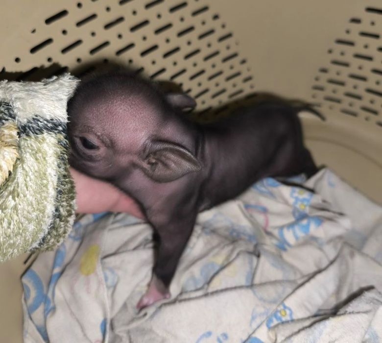 Мини и микропиги мальчики и девочка