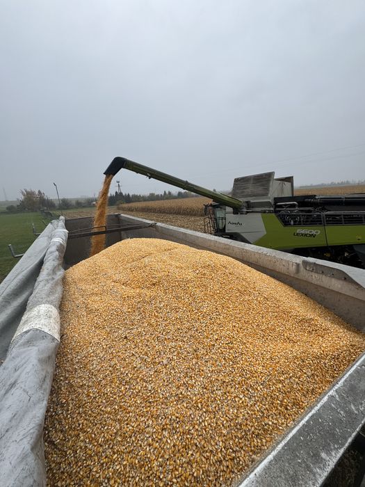 Usługi  transportowe  wywrotką 27 ton, prace ziemne