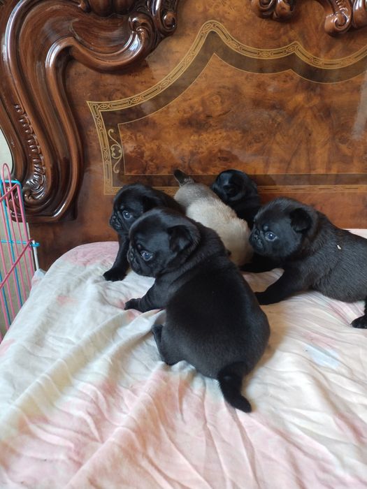 Шикарные малыши мапсята с документами клуба УКФ