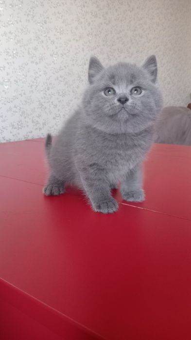 Шотландський котик страйт