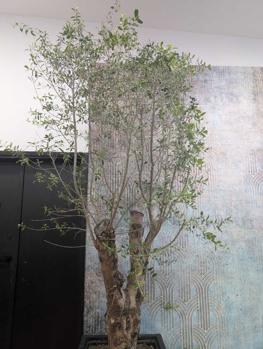 Drzewo oliwne 30 letnie oliwka 2 sztuki