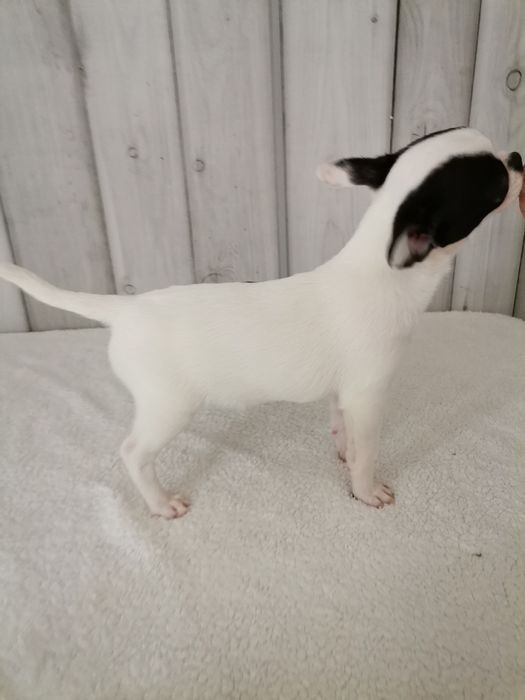 Chihuahua krótkowłosy z prawdziwym rodowodem FCI